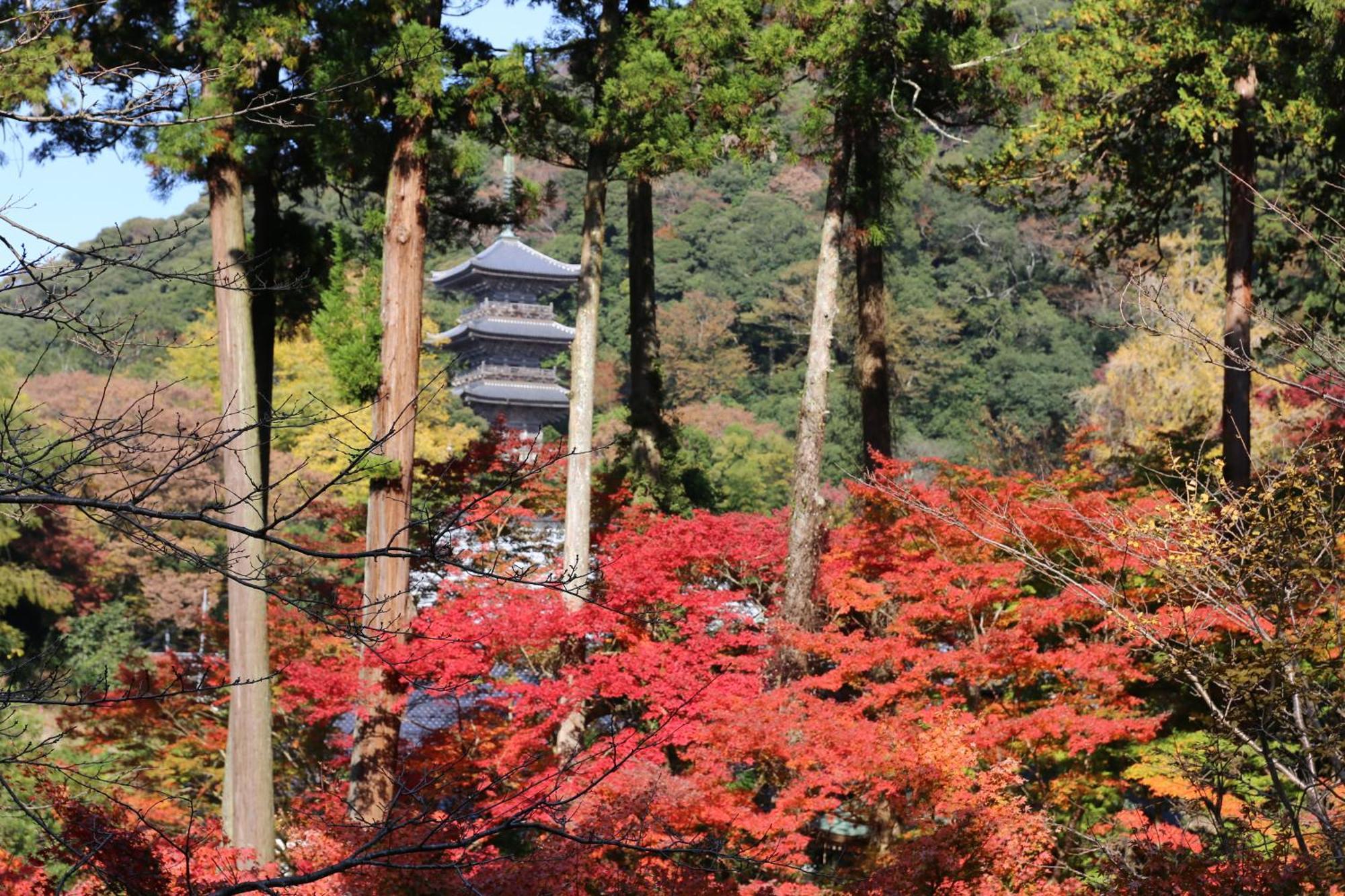 境内の宿　紅葉館 安来市 エクステリア 写真